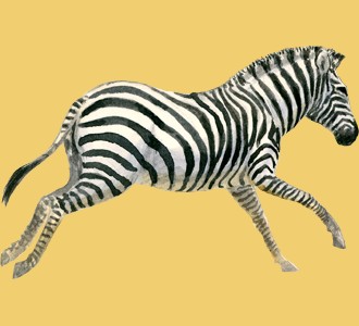 Take in a zebra species animal of the savannah