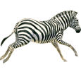 Zebra ##STADE## - coat 9