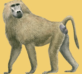 Take in a baboon species animal of the savannah