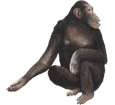 Chimpanzee ##STADE## - coat 69