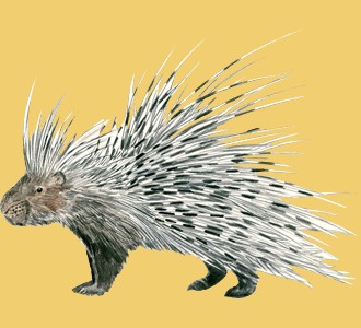 Take in a porcupine species animal of the savannah