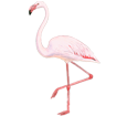 Flamingo ##STADE## - coat 68