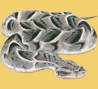 Take in a viper species animal of the savannah