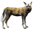 African wild dog ##STADE## - coat 36