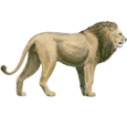 Lion ##STADE## - coat 2