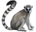 Lemur ##STADE## - coat 52